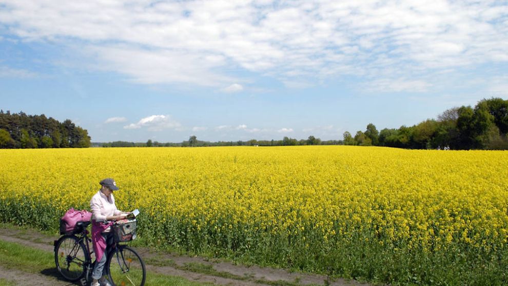 Cyclist looking at a map with blooming rape field in background.