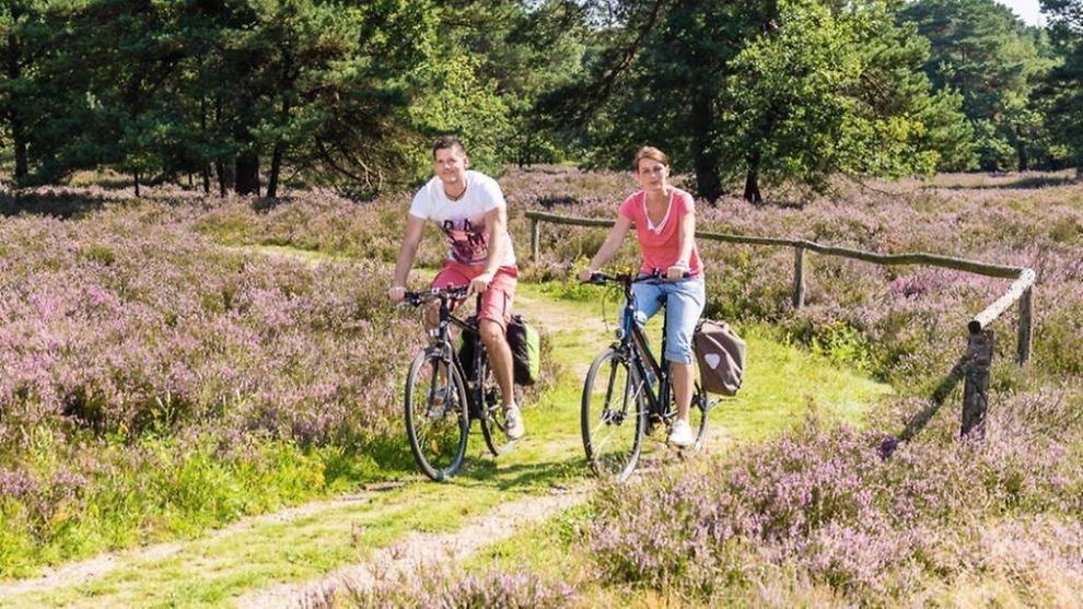 Two cyclists riding their bikes through the blooming heath.