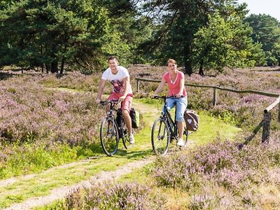  Two cyclists riding their bikes through the blooming heath.