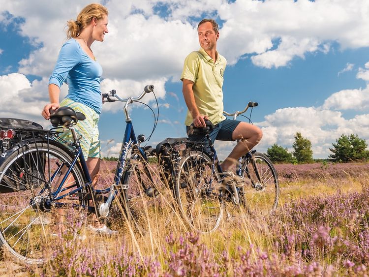  A couple of cyclists with blooming heath landscape in background