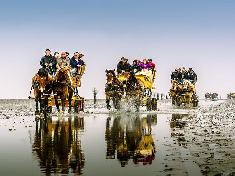  Mehrere Kutschen fahren, jeweils von zwei Pferden gezogen, durch das Wattenmeer. In den Kutschen sitzen Menschen.