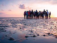  Eine Gruppe Menschen steht im Wattenmeer.